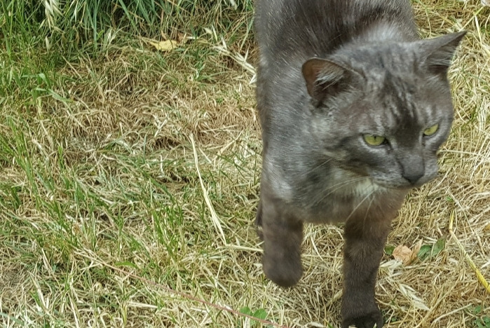 Discovery alert Cat Male Fors France