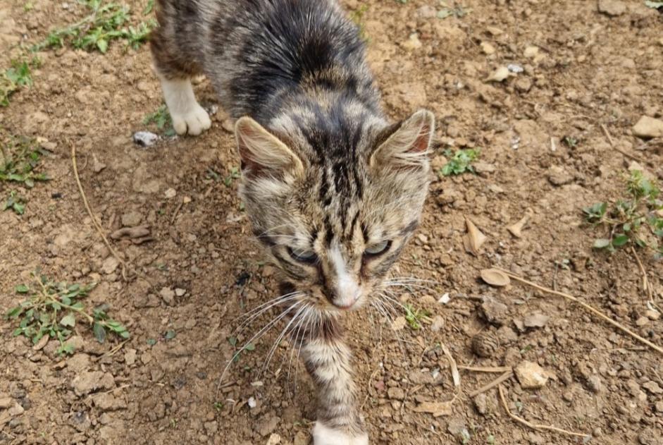 Discovery alert Cat Unknown Beaussais-Vitré France