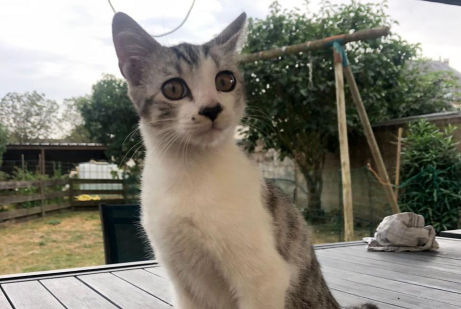 Discovery alert Cat miscegenation Male , Between 4 and 6 months Nueil-les-Aubiers France