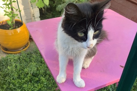 Discovery alert Cat Female , 2 years Niort France