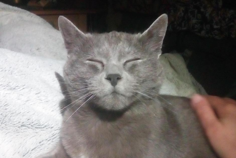 Discovery alert Cat Female Vausseroux France