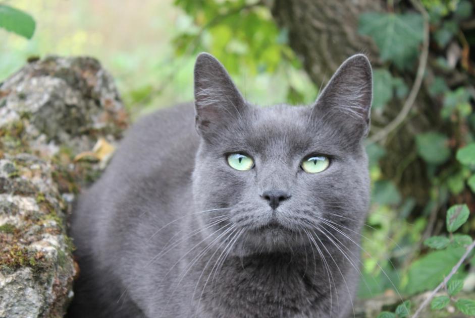 Disappearance alert Cat Male , 3 years Saint-Maixent-l'École France