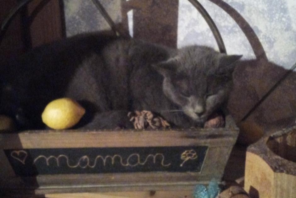 Disappearance alert Cat  Male , 11 years Prin-Deyrançon France