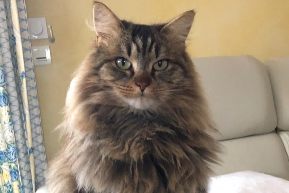 Disappearance alert Cat miscegenation Male , 6 years La Crèche France Disappearance alert Cat miscegenation Male , 6 years La Crèche France