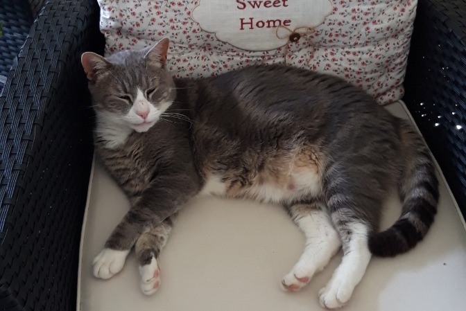 Disappearance alert Cat Male , 7 years Parthenay France Disappearance alert Cat Male , 7 years Parthenay France
