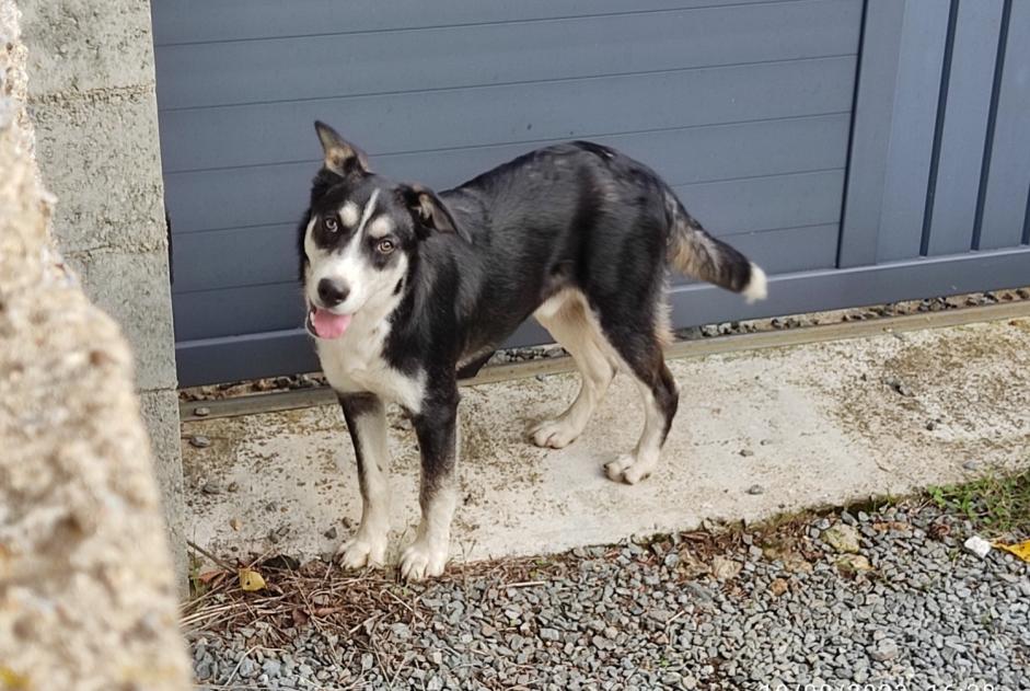 Discovery alert Dog miscegenation Male Saint-Germier France