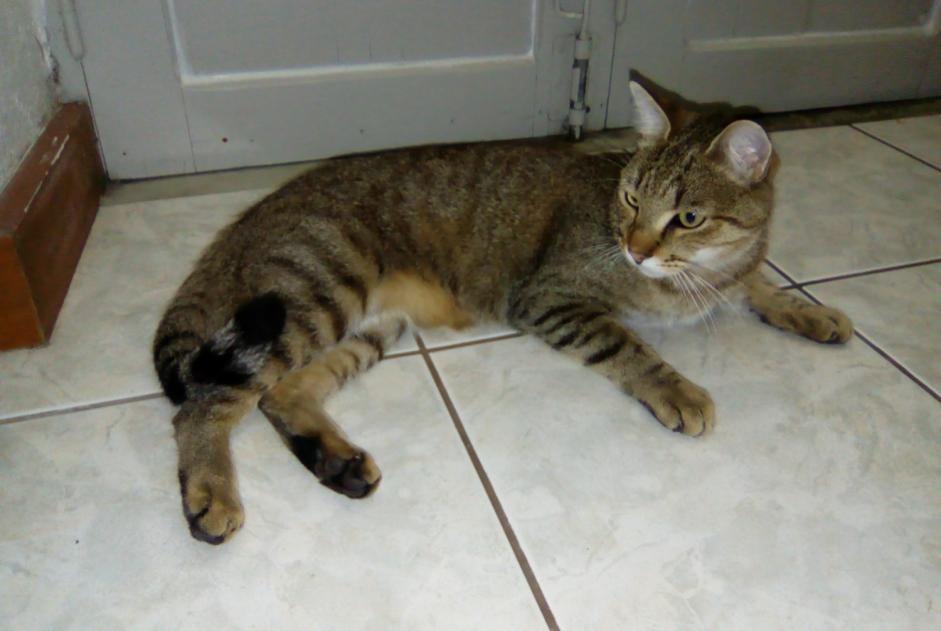 Alerta de Desaparición Gato Macho , 1 años Niort Francia
