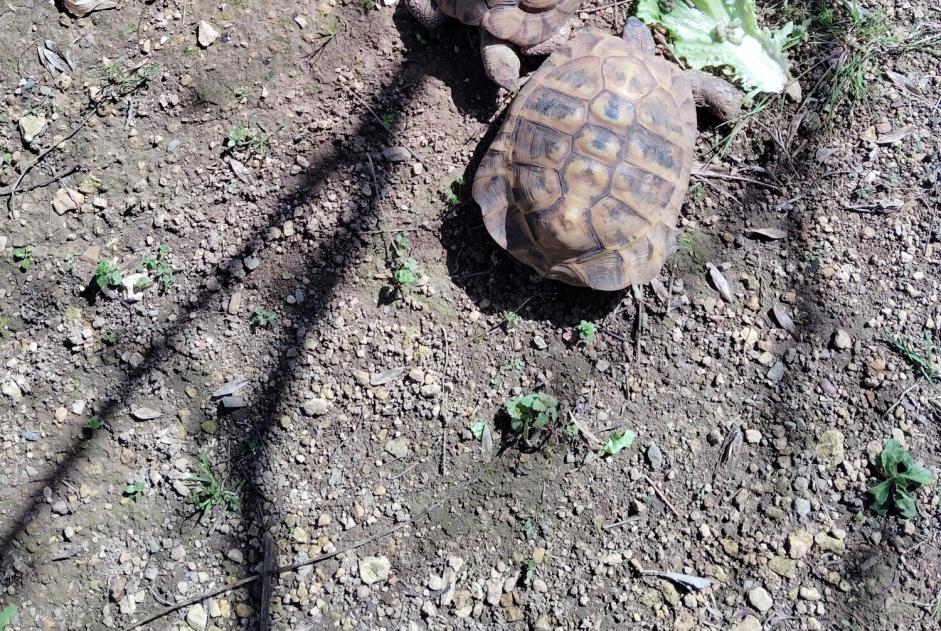 Alerta de Desaparición Tortuga Macho , 2025 años Niort Francia Alerta de Desaparición Tortuga Macho , 2025 años Niort Francia
