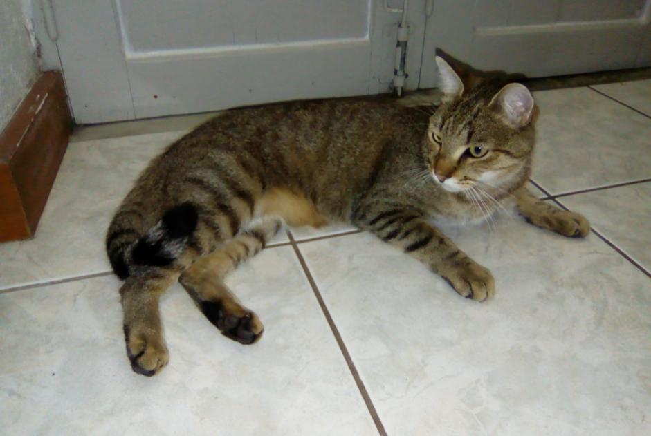 Alerte Disparition Chat Mâle , 1 ans Niort France