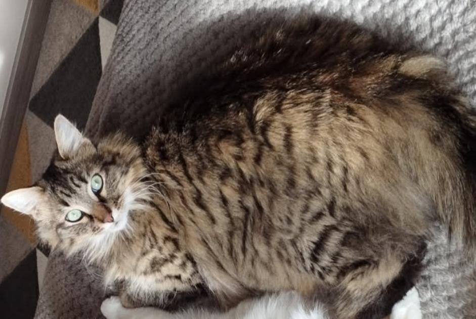 Alerte Disparition Chat croisement Mâle , 4 ans Niort France