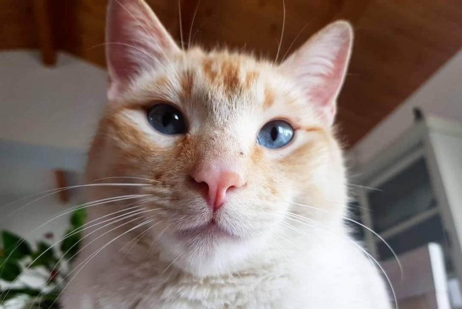 Alerte Disparition Chat Mâle , 7 ans Coulon France Alerte Disparition Chat Mâle , 7 ans Coulon France