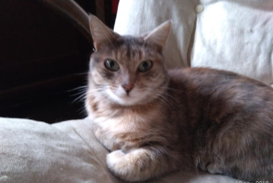 Alerte Disparition Chat croisement Femelle , 6 ans Frontenay-Rohan-Rohan France Alerte Disparition Chat croisement Femelle , 6 ans Frontenay-Rohan-Rohan France