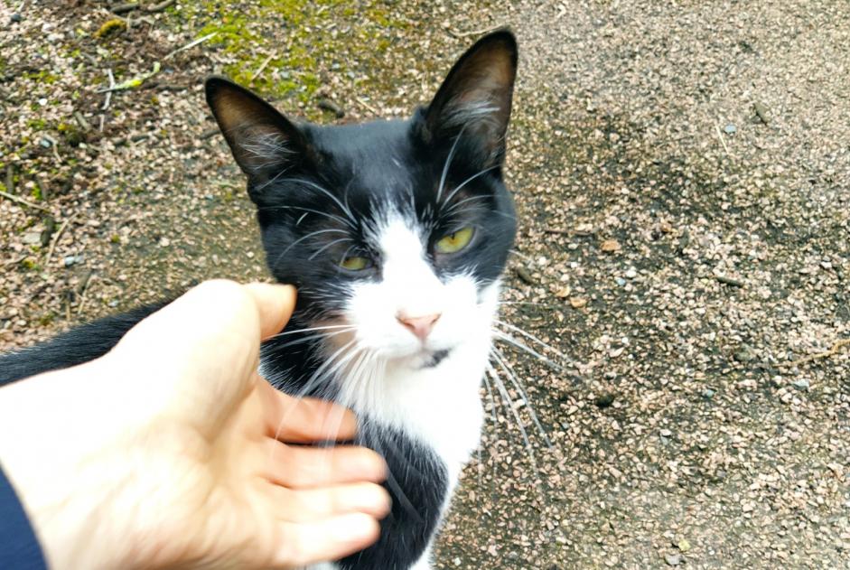 Alerte Découverte Chat Inconnu Thouars France