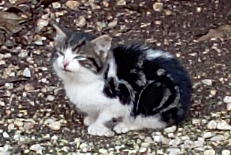Alerte Découverte Chat Inconnu Magné France