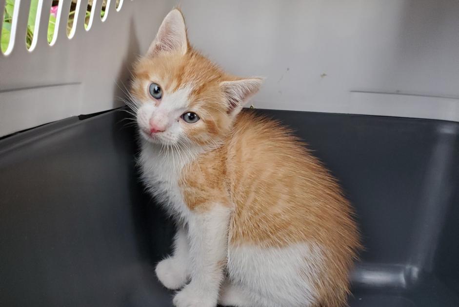 Alerte Découverte Chat Inconnu Germond-Rouvre France Alerte Découverte Chat Inconnu Germond-Rouvre France