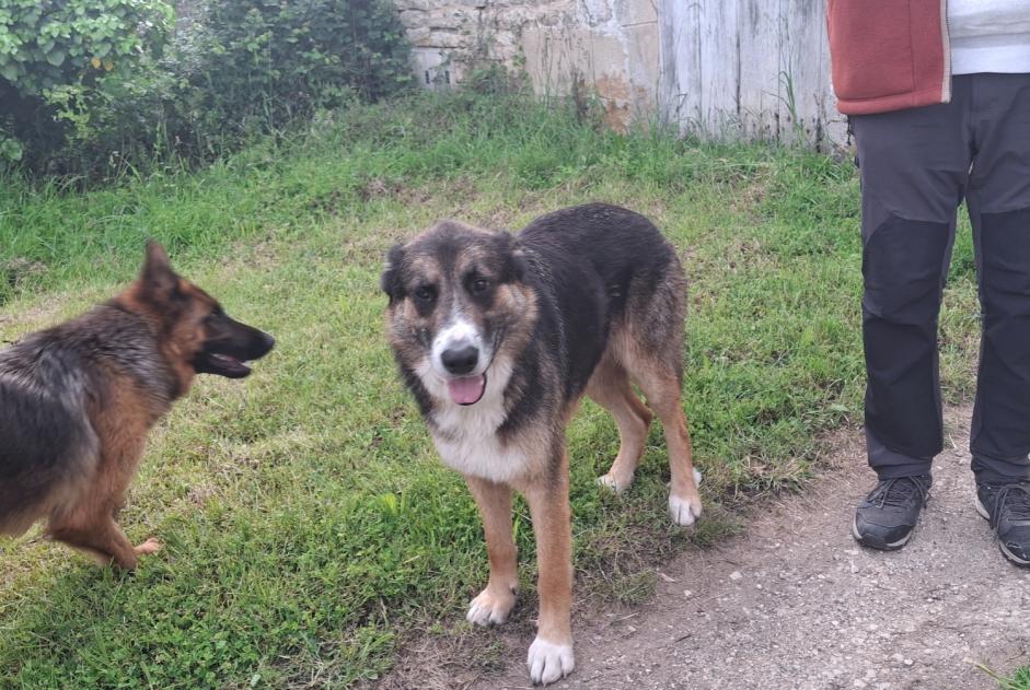 Alerte Découverte Chien Mâle Vançais France