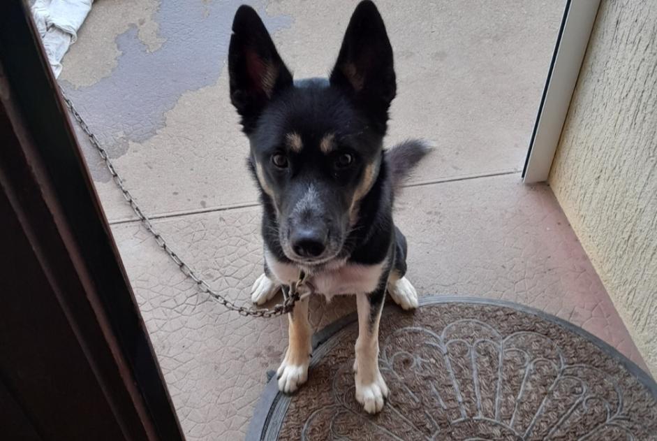 Alerte Découverte Chien Mâle Exireuil France Alerte Découverte Chien Mâle Exireuil France