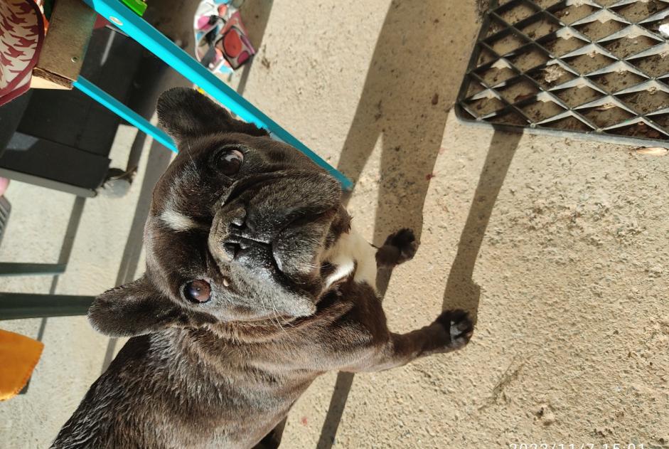 Alerte Découverte Chien Femelle Pamproux France Alerte Découverte Chien Femelle Pamproux France