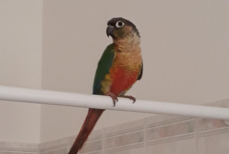 Alerte Disparition Oiseau Mâle , 2023 ans Niort France