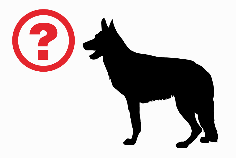 Discovery alert Dog miscegenation Male Rom France