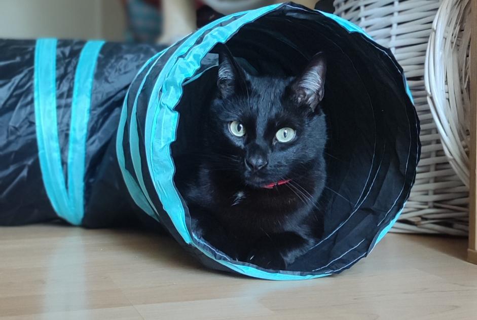Avviso scomparsa Gatto Maschio , 2 anni Niort Francia