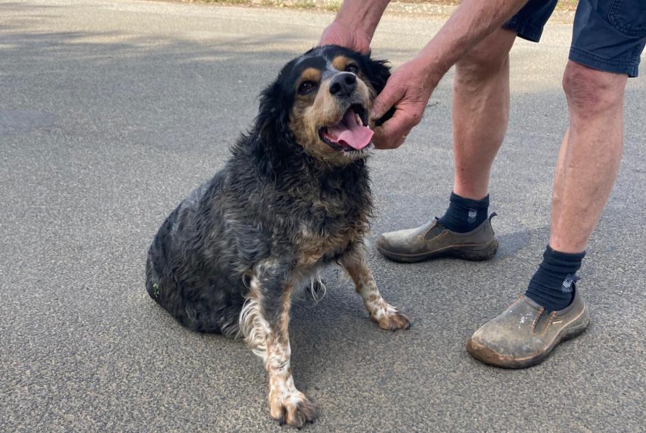 Ontdekkingsalarm Hond rassenvermenging Onbekend Limalonges Frankrijk