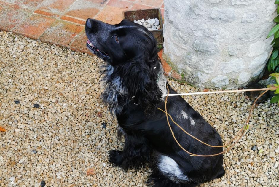 Ontdekkingsalarm Hond  Mannetje Plaine-et-Vallées Frankrijk