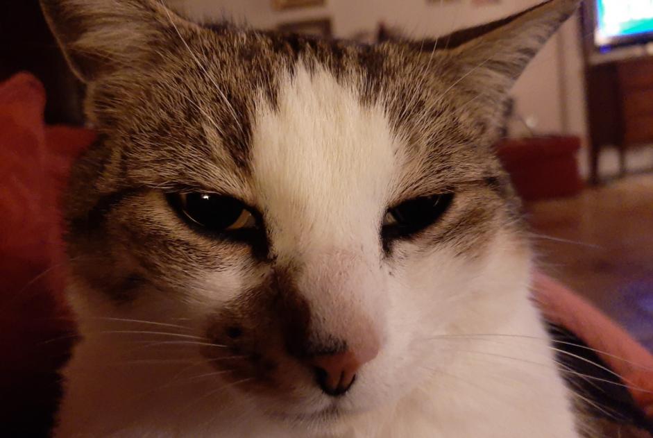 Verdwijningsalarm Kat Mannetje , 4 jaar Souvigné Frankrijk Verdwijningsalarm Kat Mannetje , 4 jaar Souvigné Frankrijk