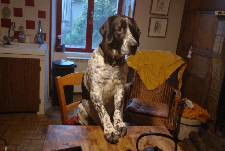Alerta desaparecimento Cão cruzamento Macho , 8 anos Saint-Généroux France