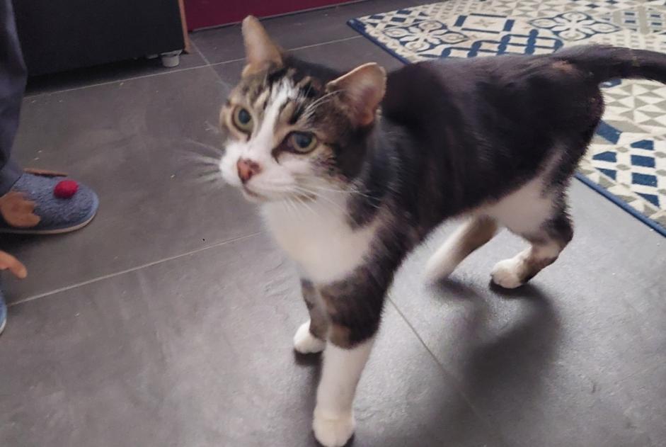 Alerta descoberta Gato Desconhecido Niort France